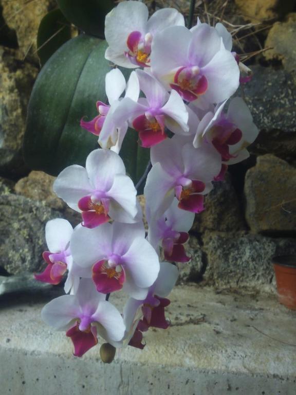Villa Mamita Los Llanos De Aridane Kültér fotó